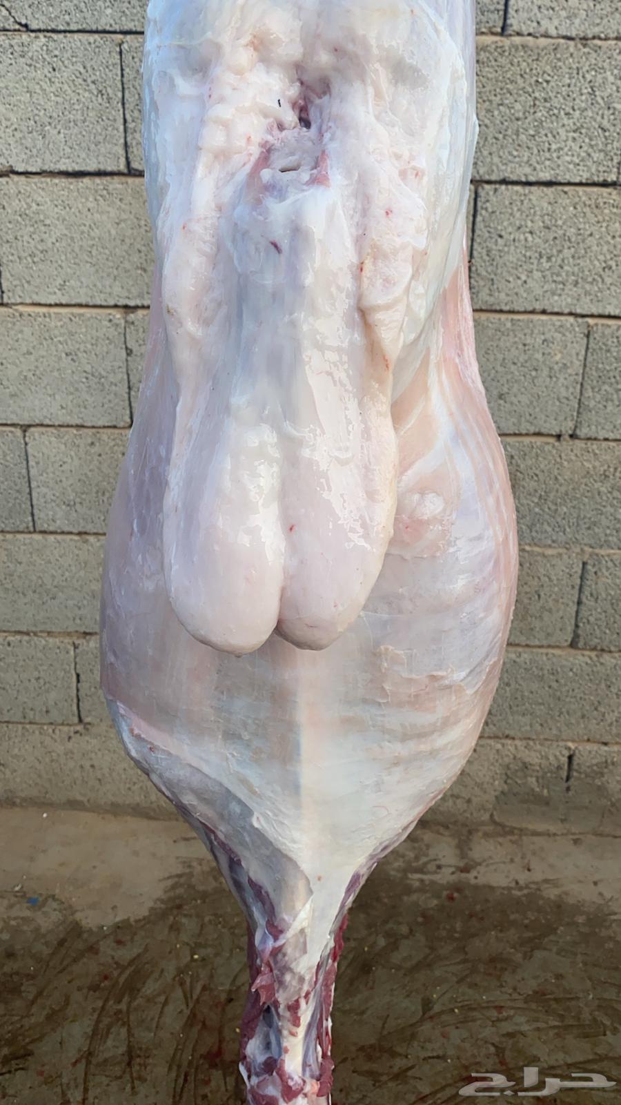 Al-Qassim Slaughters64422380916482113