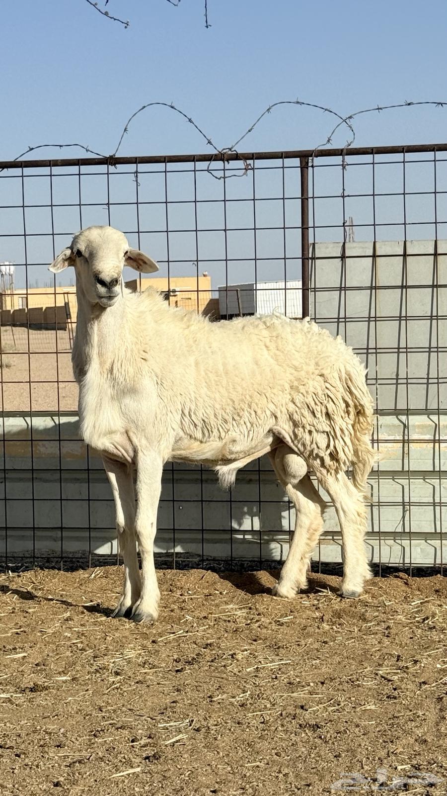 طليان 2 للبيع الي في الشبك الصغير سن ه سديس والثاني رباع ال64420755962883110