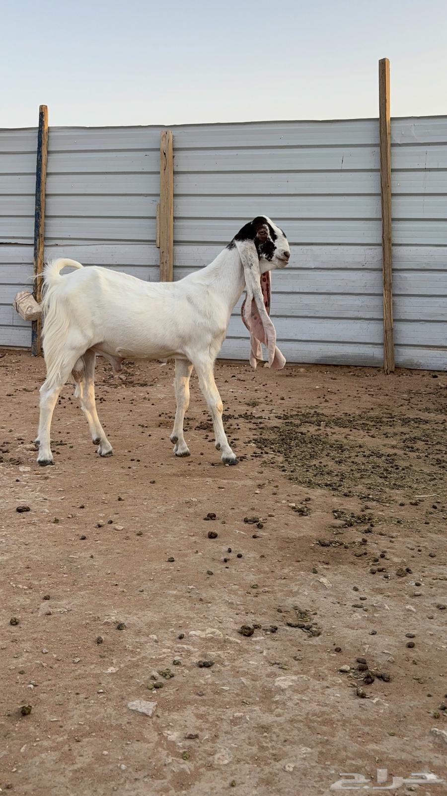 Tays Sanf64419481585921113