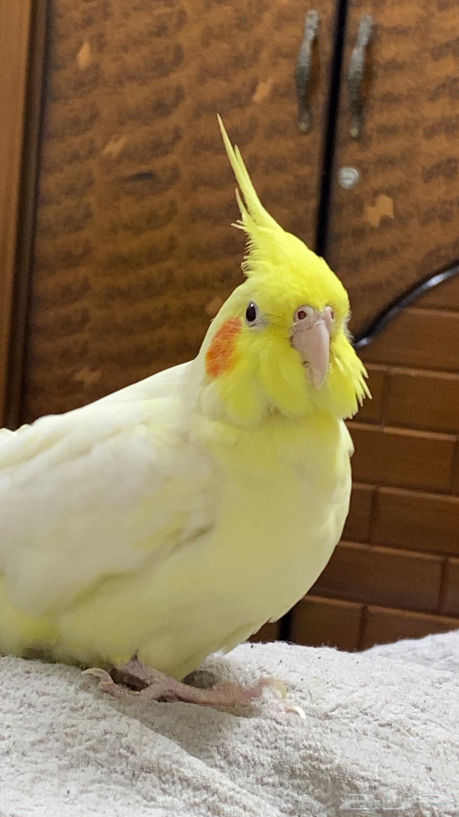 كروان انثى لاتينو للبيع64425462021507111