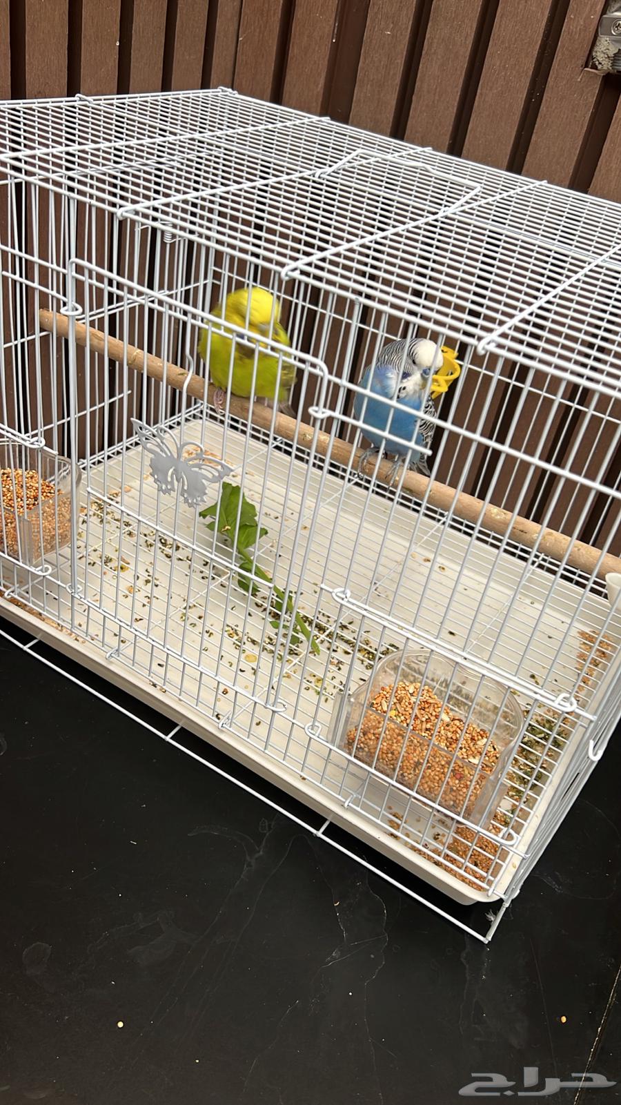 طيور بادجي للبيع الطيور منتجه64420999846402110