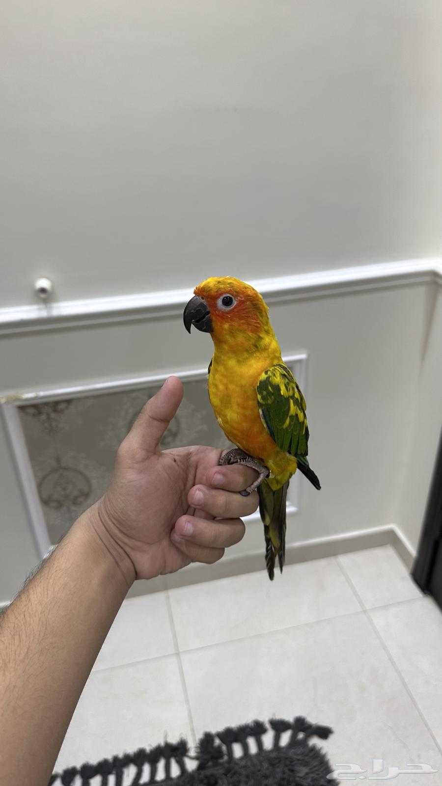 Senior Sun, Tame, Threatening, and Talkative (Sold)64425340512771110