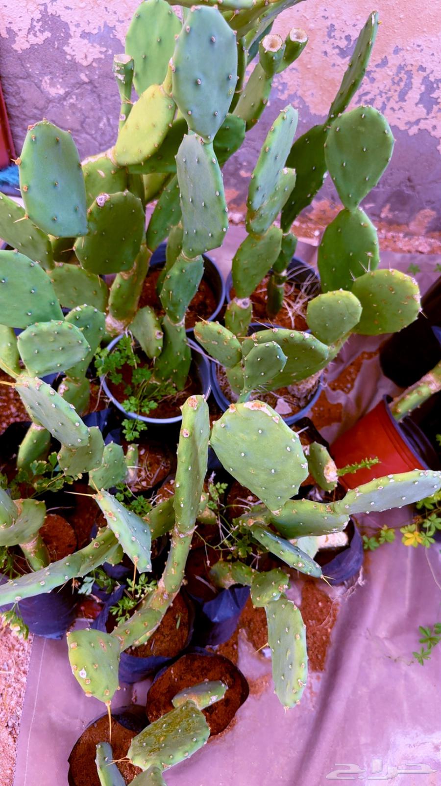 Offer strawberry, cactus, and vetex seedlings for 4 riyals64421729757826110