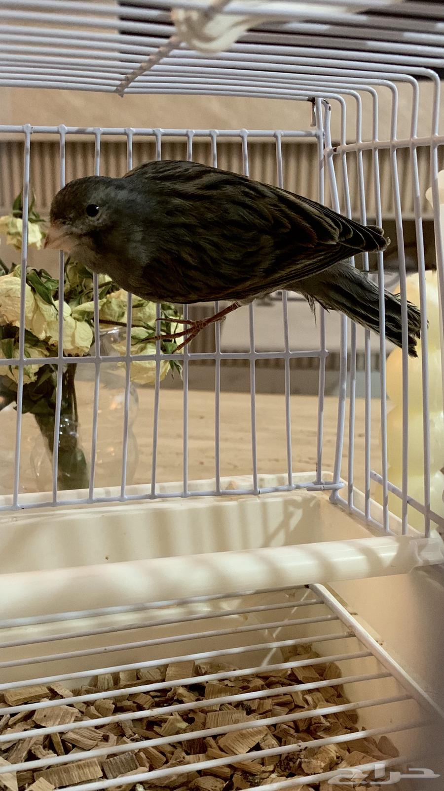 ذكر كناري اسود كلاسيك (تم البيع)64423556084225112