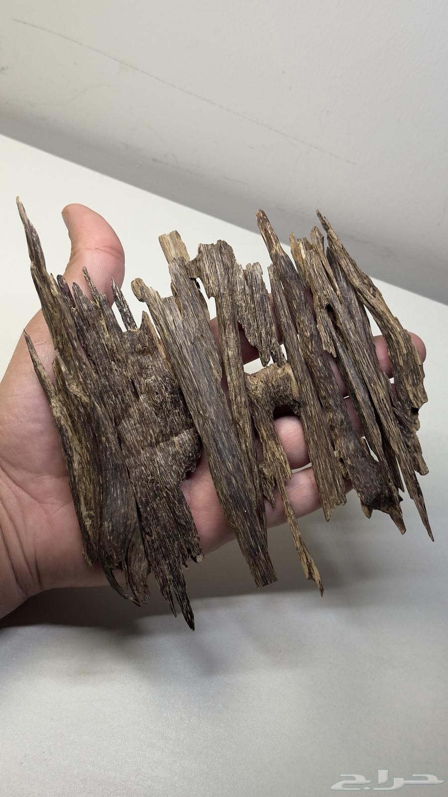 عود هندي طبيعي 10064419331954946111