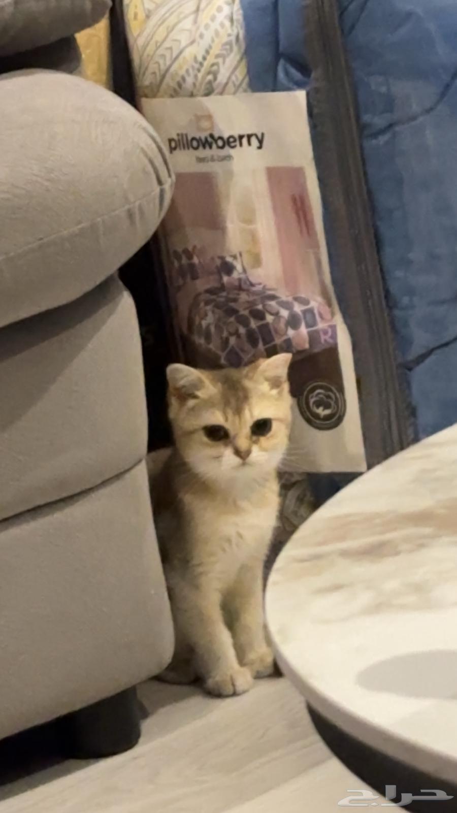 قطط سكوتش للبيع64419412716546113