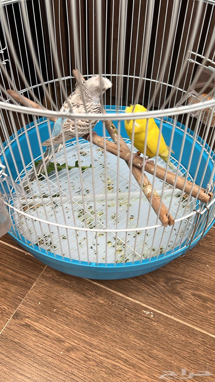 طيور بادجي للبيع الطيور منتجه64420999846402112