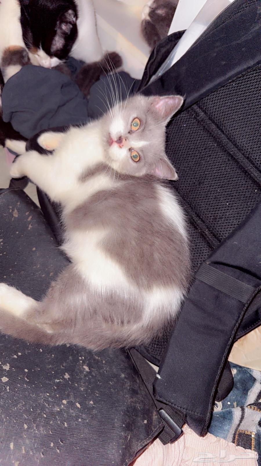 كيتنز للبيع64423609570819110