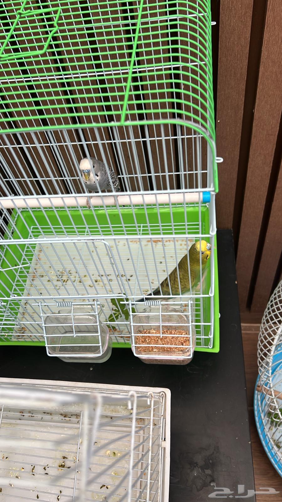 طيور بادجي للبيع الطيور منتجه64420999846402111