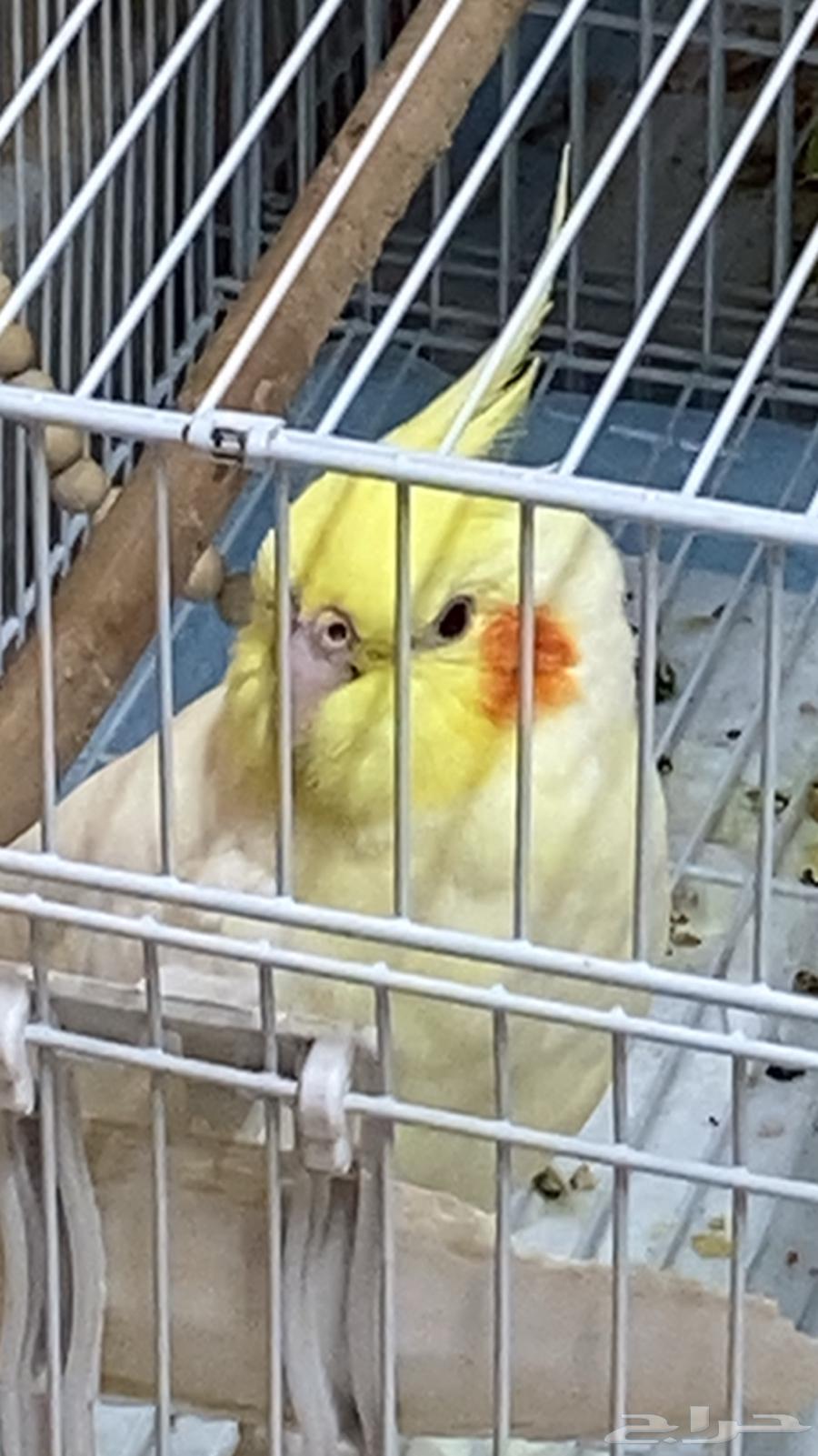 كروان انثى لاتينو للبيع64425462021507110