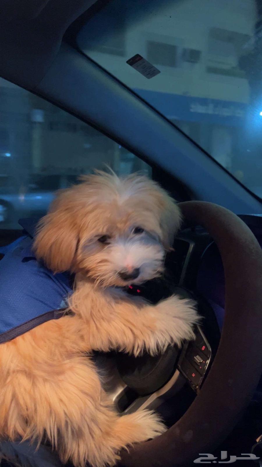 مالتيز عمره سنه و شهر اليف حيل حيل ابي ابيعه بيعه سريعه64424842599938111