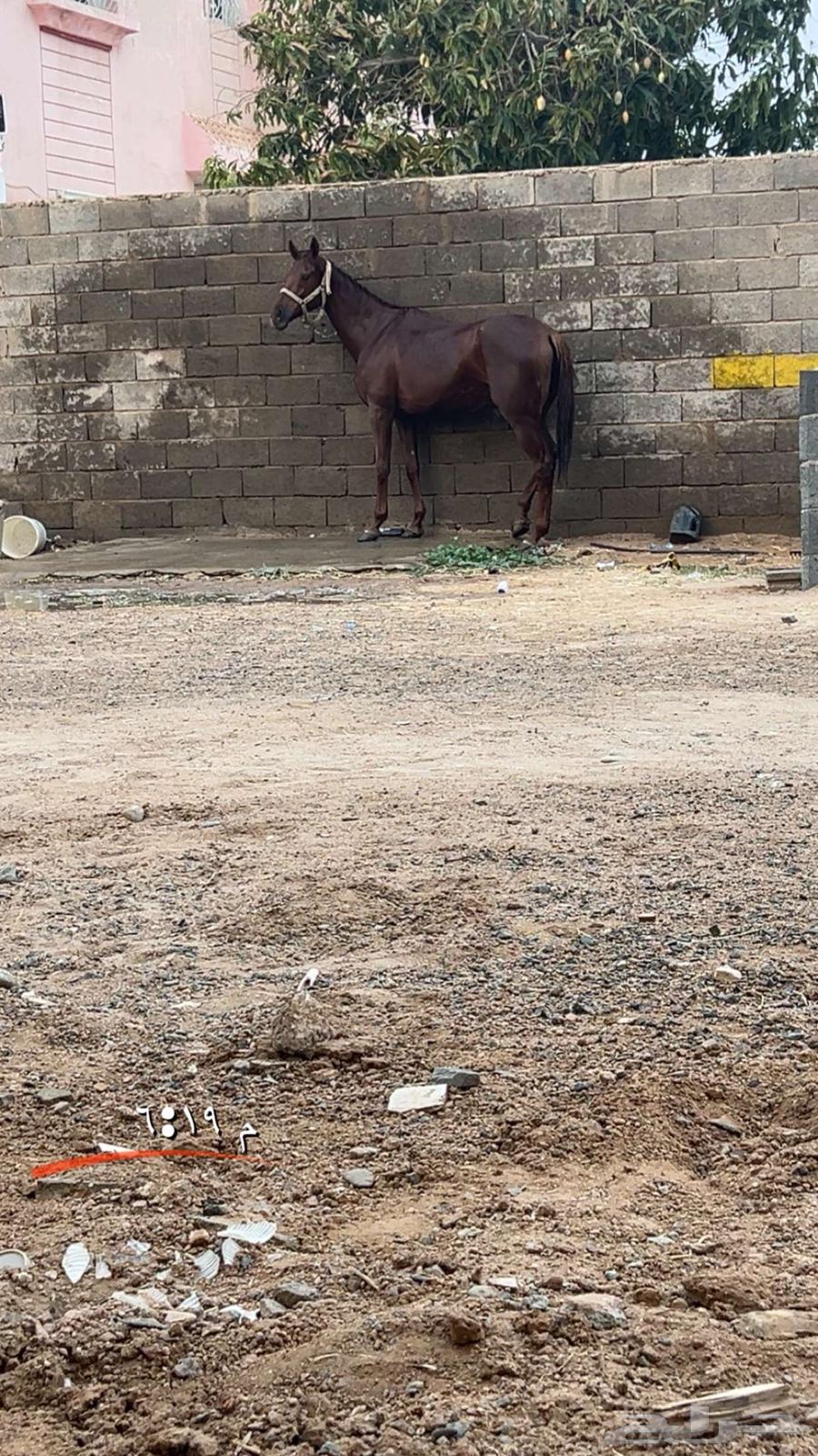 فرس انقليزيه للبيع64424119188355110