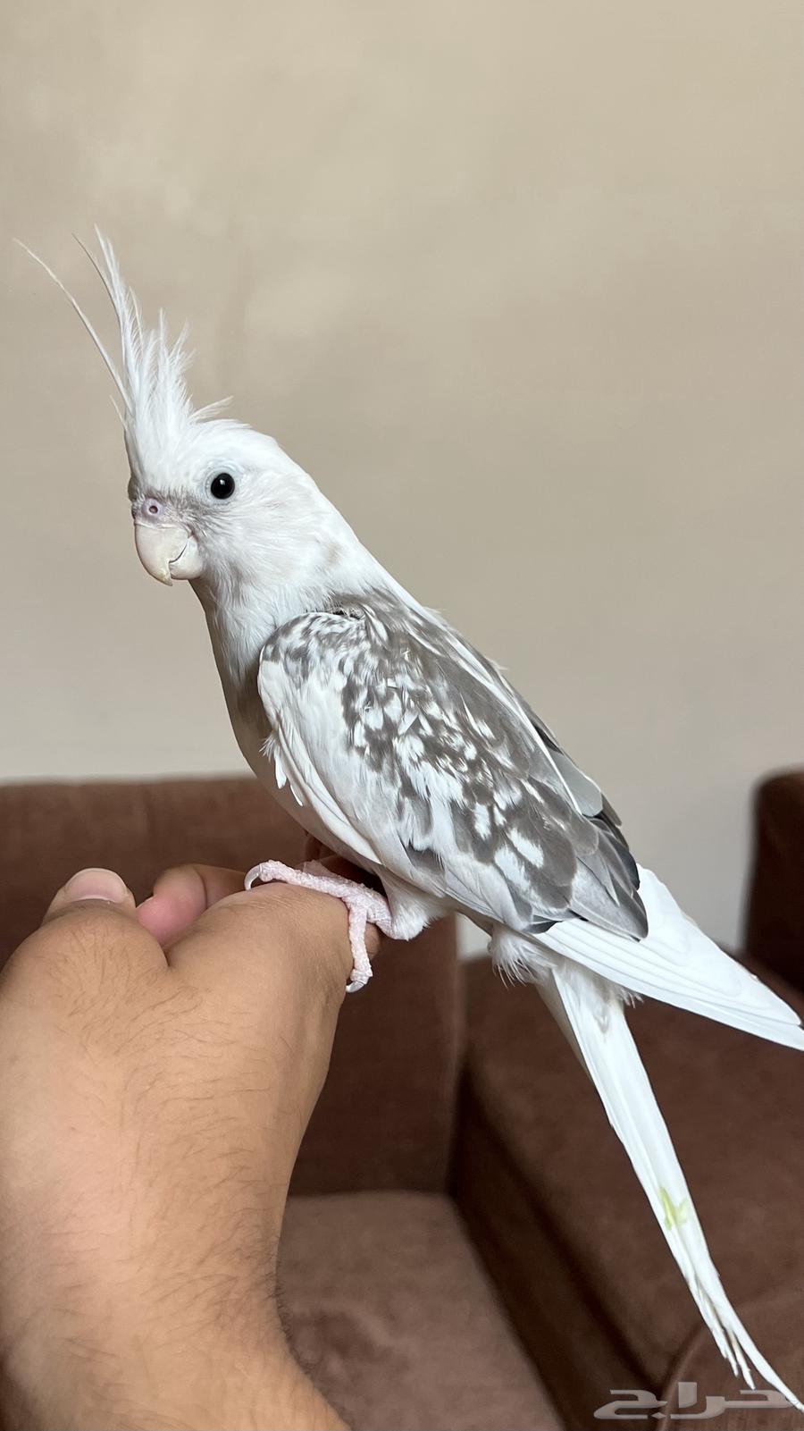 للبيع كروان هولندي اليف جدا ( تم البيع )64421797908993110