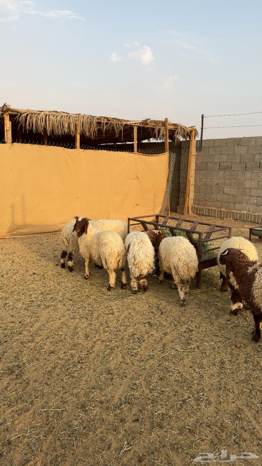 نعيم ثلاجه هرفي تم البيع64421716248961111