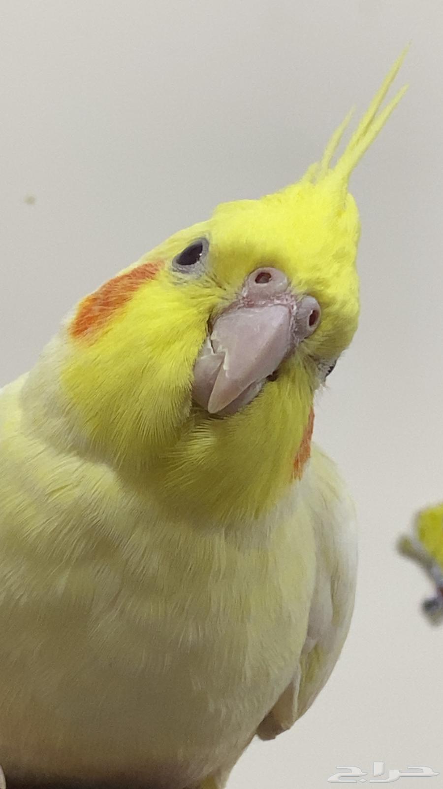 كروان انثى لاتينو للبيع64425462021507114