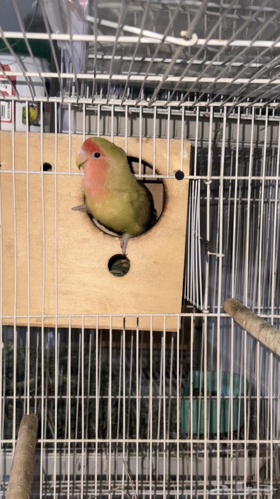 Zawj al-Yawm64423515897985112