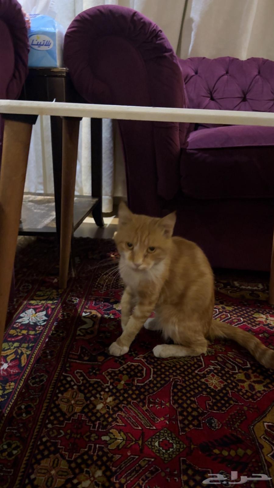 Qatu64425811061379110