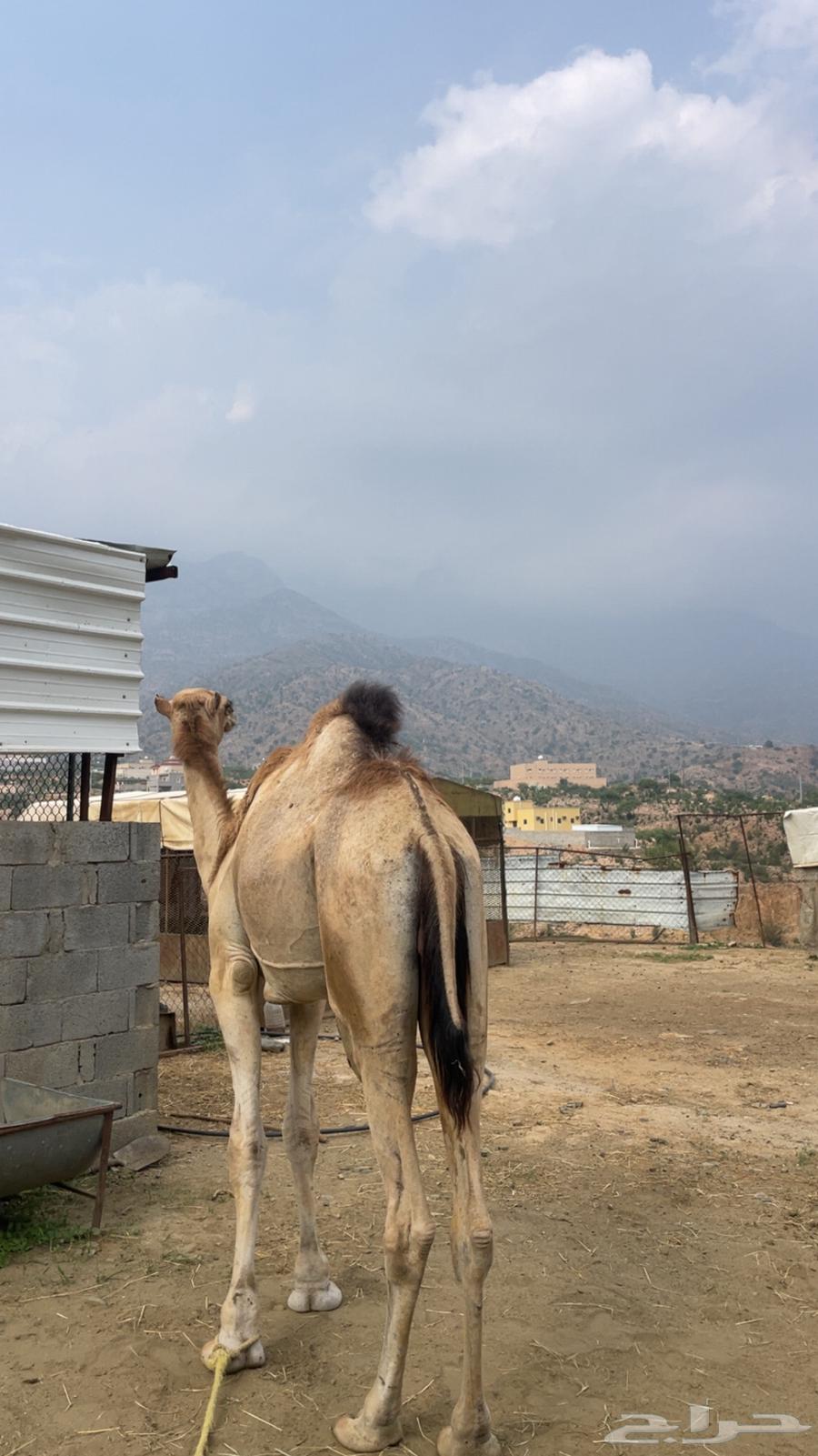 KaiF Camel for Sale64425151955714112