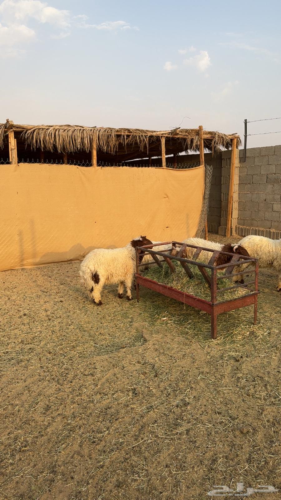 نعيم ثلاجه هرفي تم البيع64421716248961112