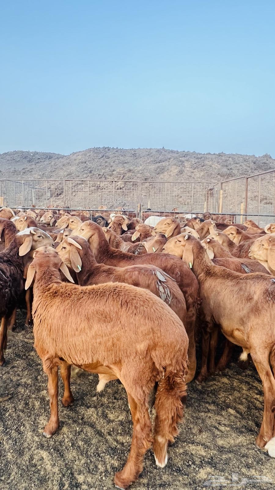 Red Sudanese sheep, male lambs and twins64421946762626111