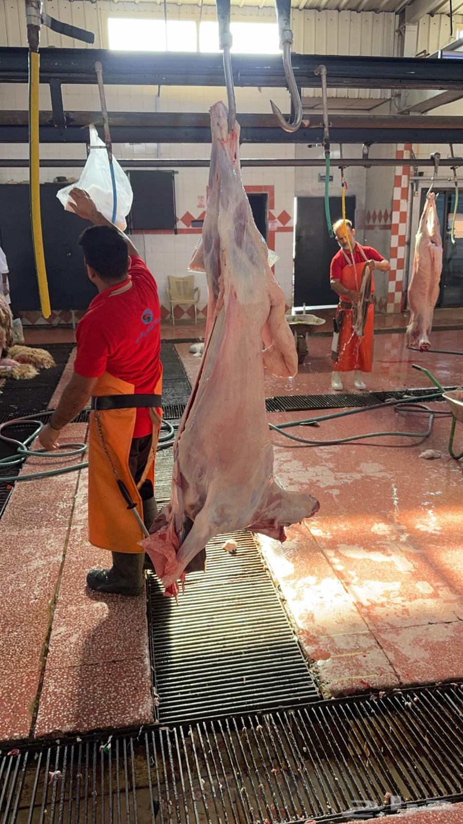 نعيم ثلاجه هرفي تم البيع64421716248961114