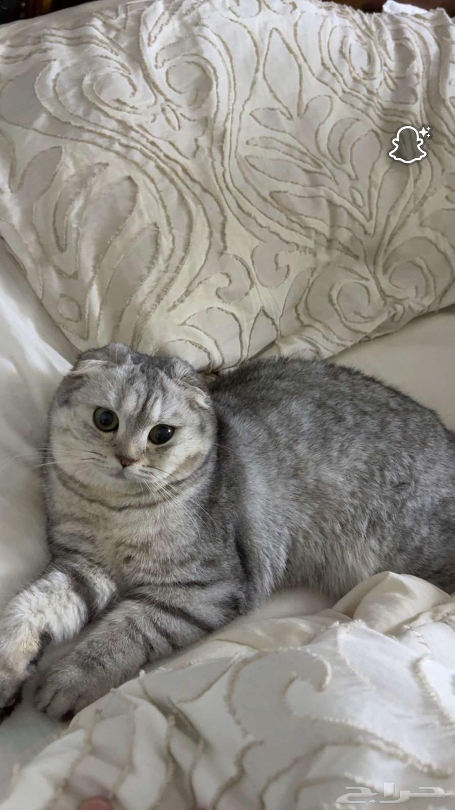 قط ذكر سكوتش فولد للتزاوج64422353769857111