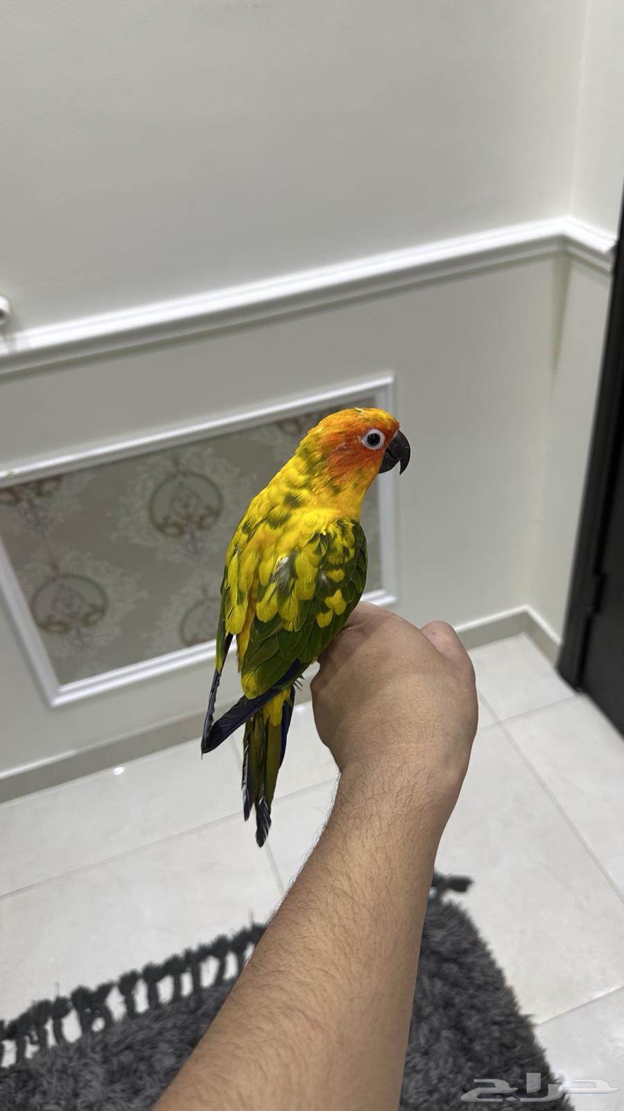 Senior Sun, Tame, Threatening, and Talkative (Sold)64425340512771111