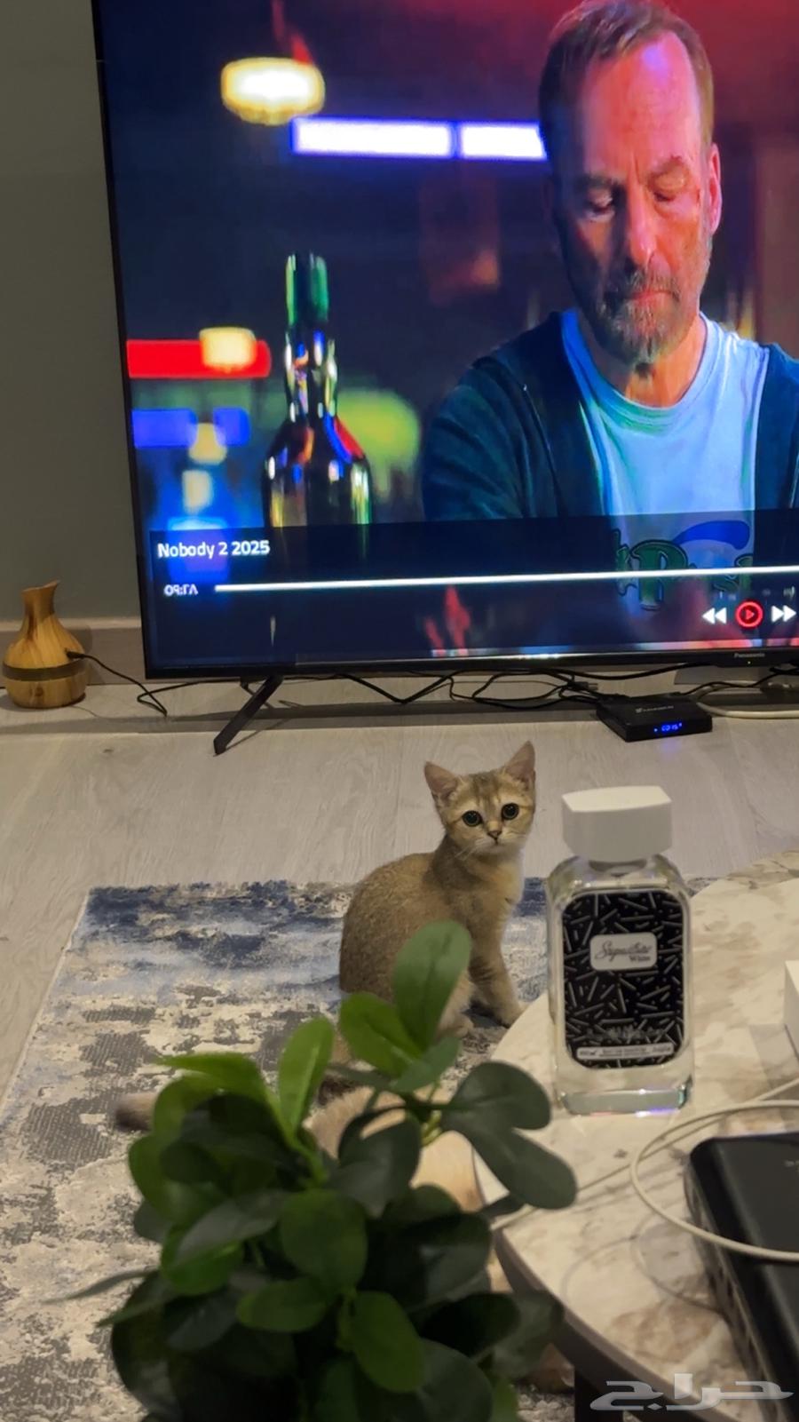 قطط سكوتش للبيع64419412716546110