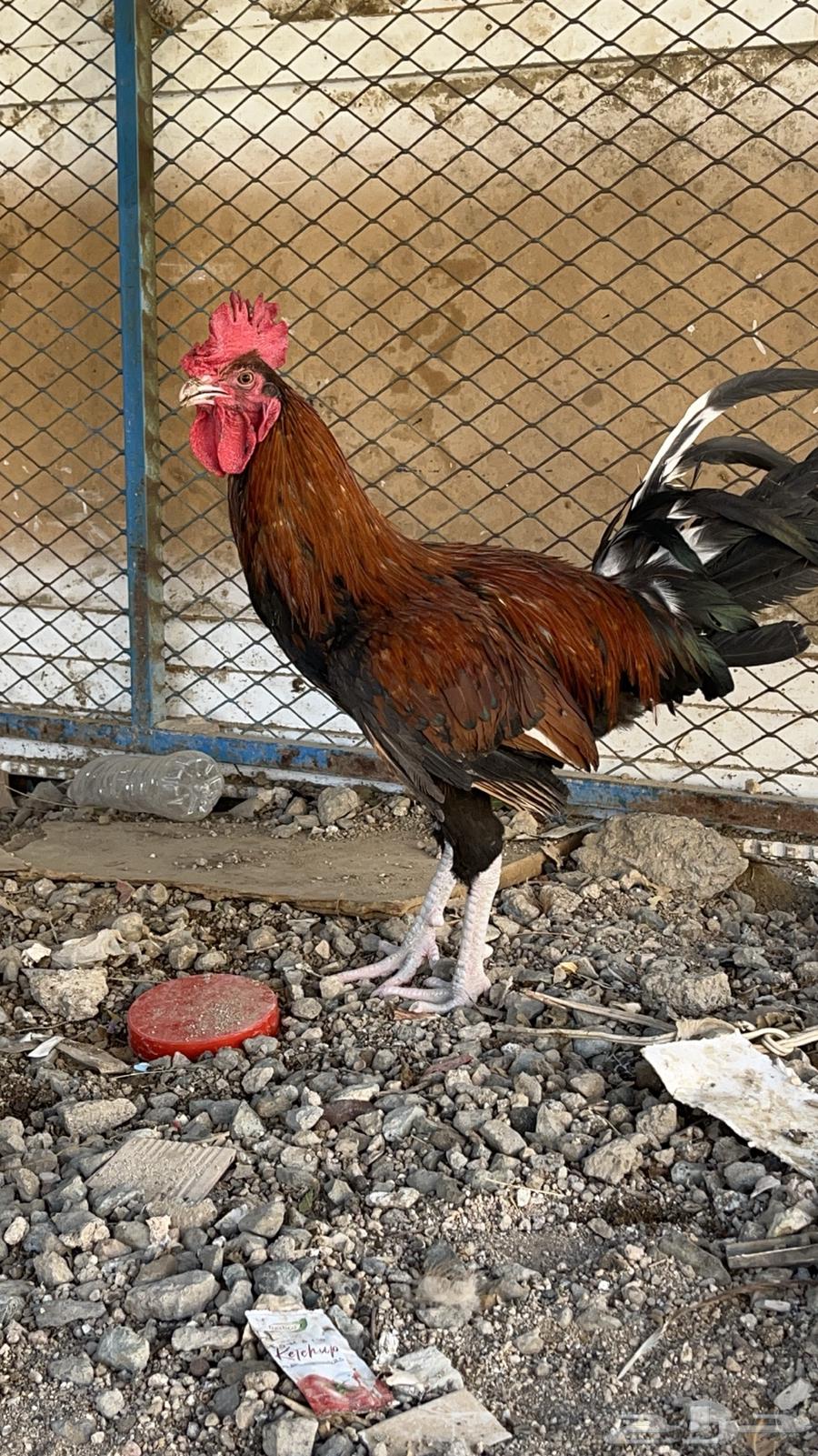 Local rooster, age 12 9 months64424815698817113