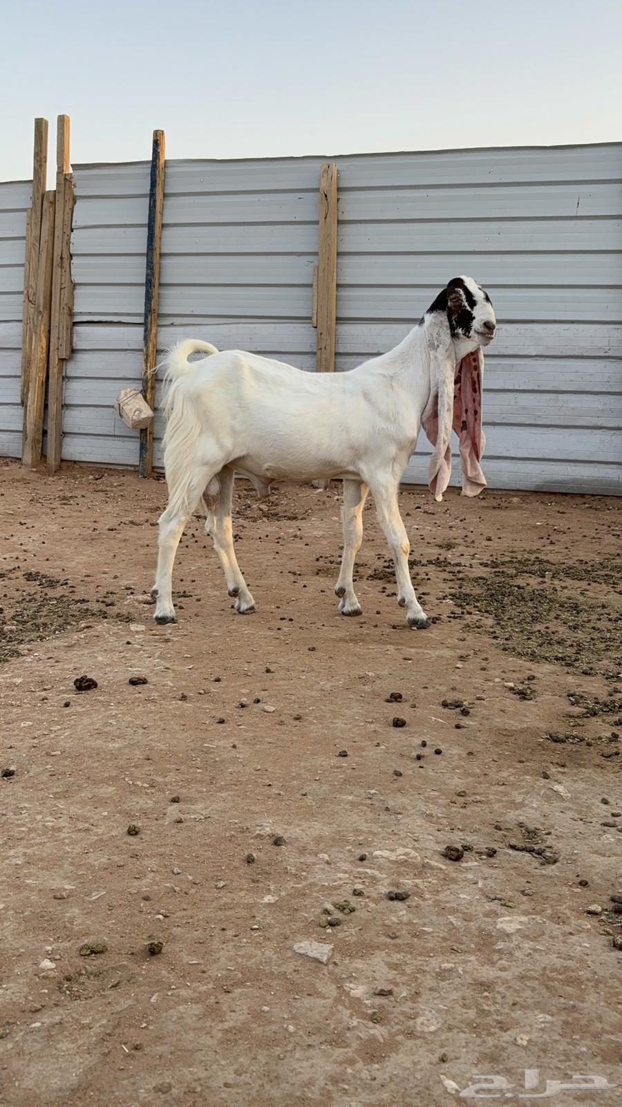 Tays Sanf64419481585921110