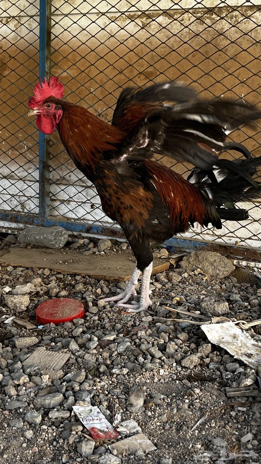Local rooster, age 12 9 months64424815698817114