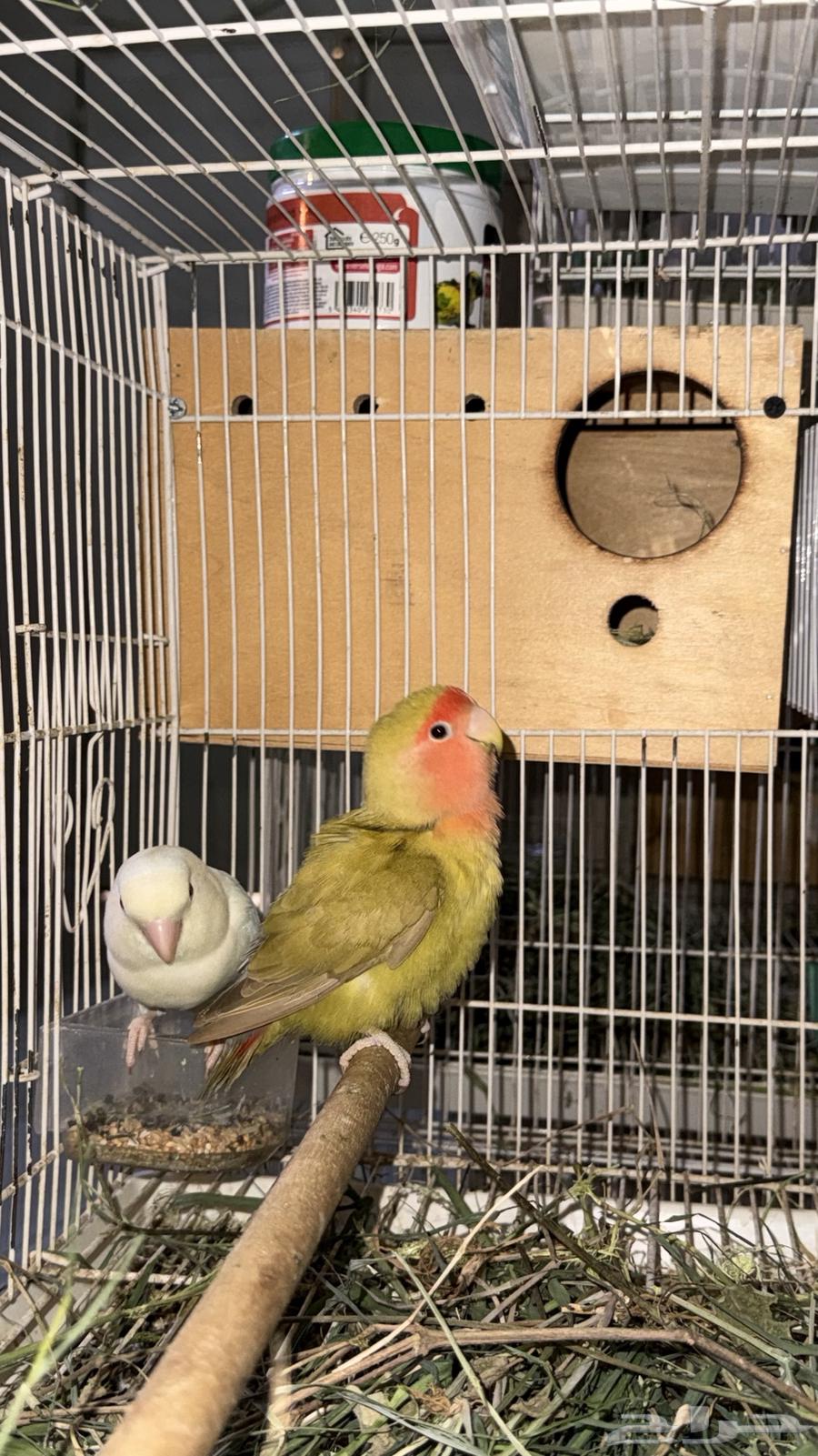 Zawj al-Yawm64423515897985110