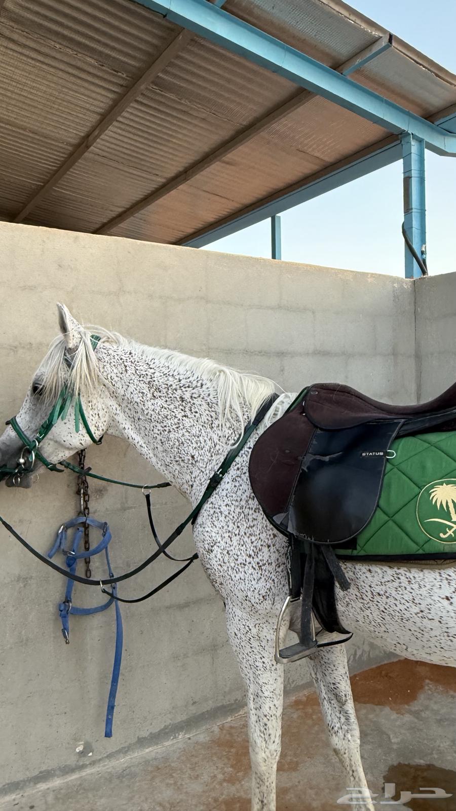 حصان شعبي البيع سمح وعجل64420891797762110