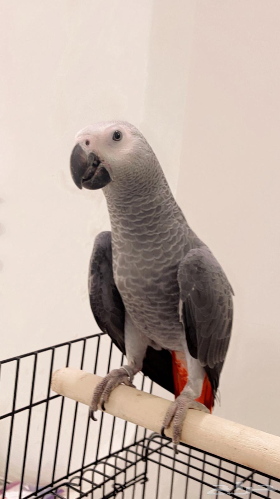 كاسكو هدد نشبه64422612388355112