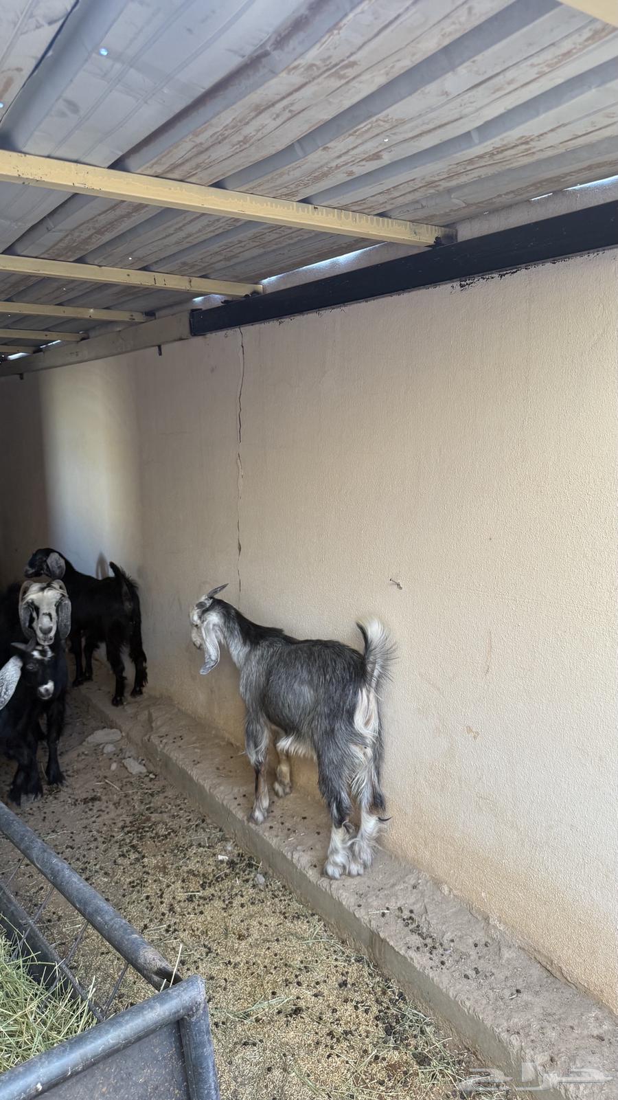 تيوس ذبايح مخصيه للبيع64420472430081110