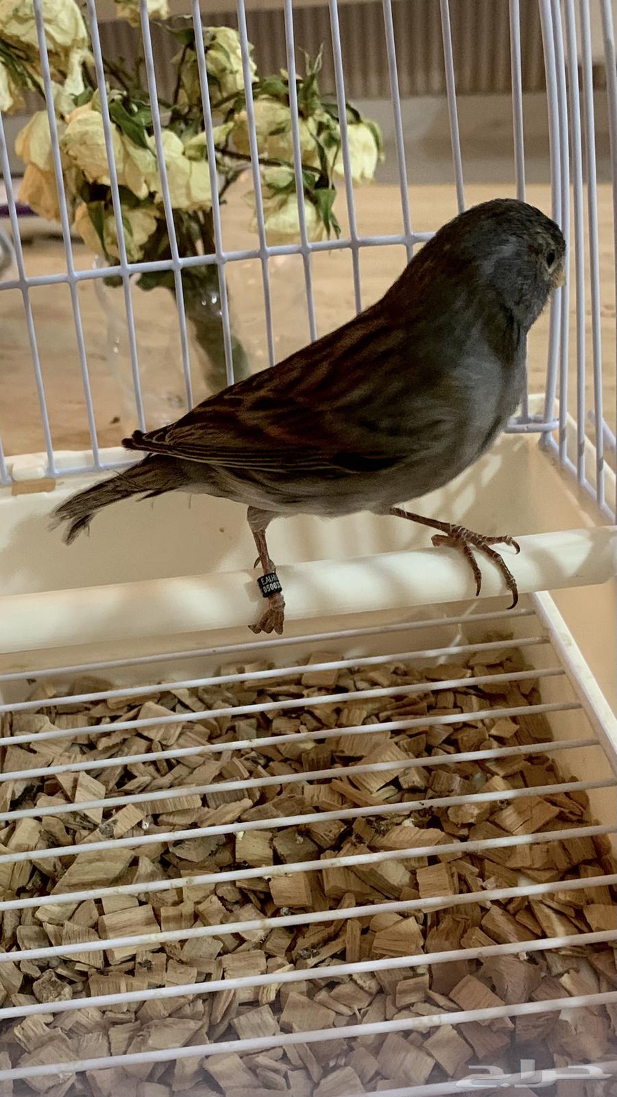 ذكر كناري اسود كلاسيك (تم البيع)64423556084225111