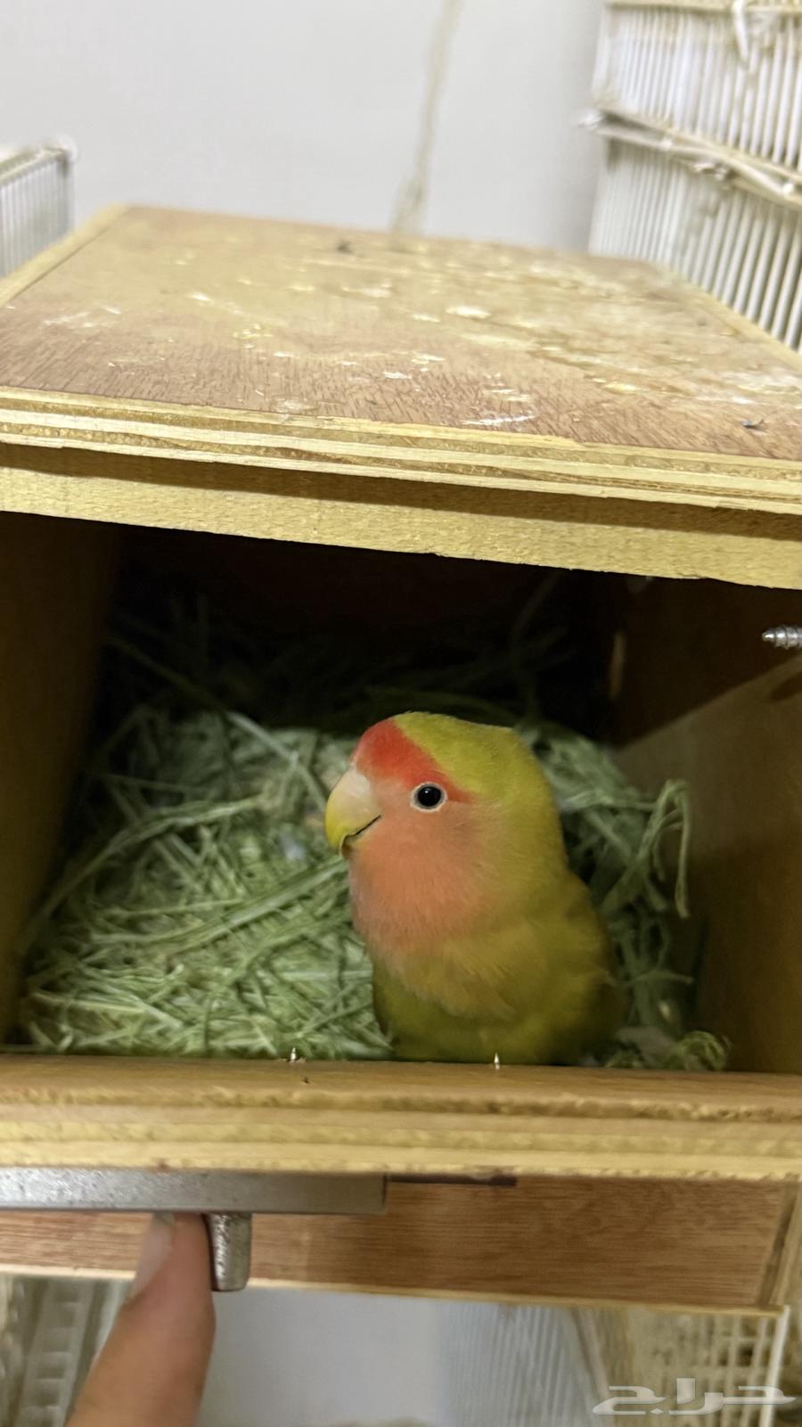 Zawj al-Yawm64423515897985113