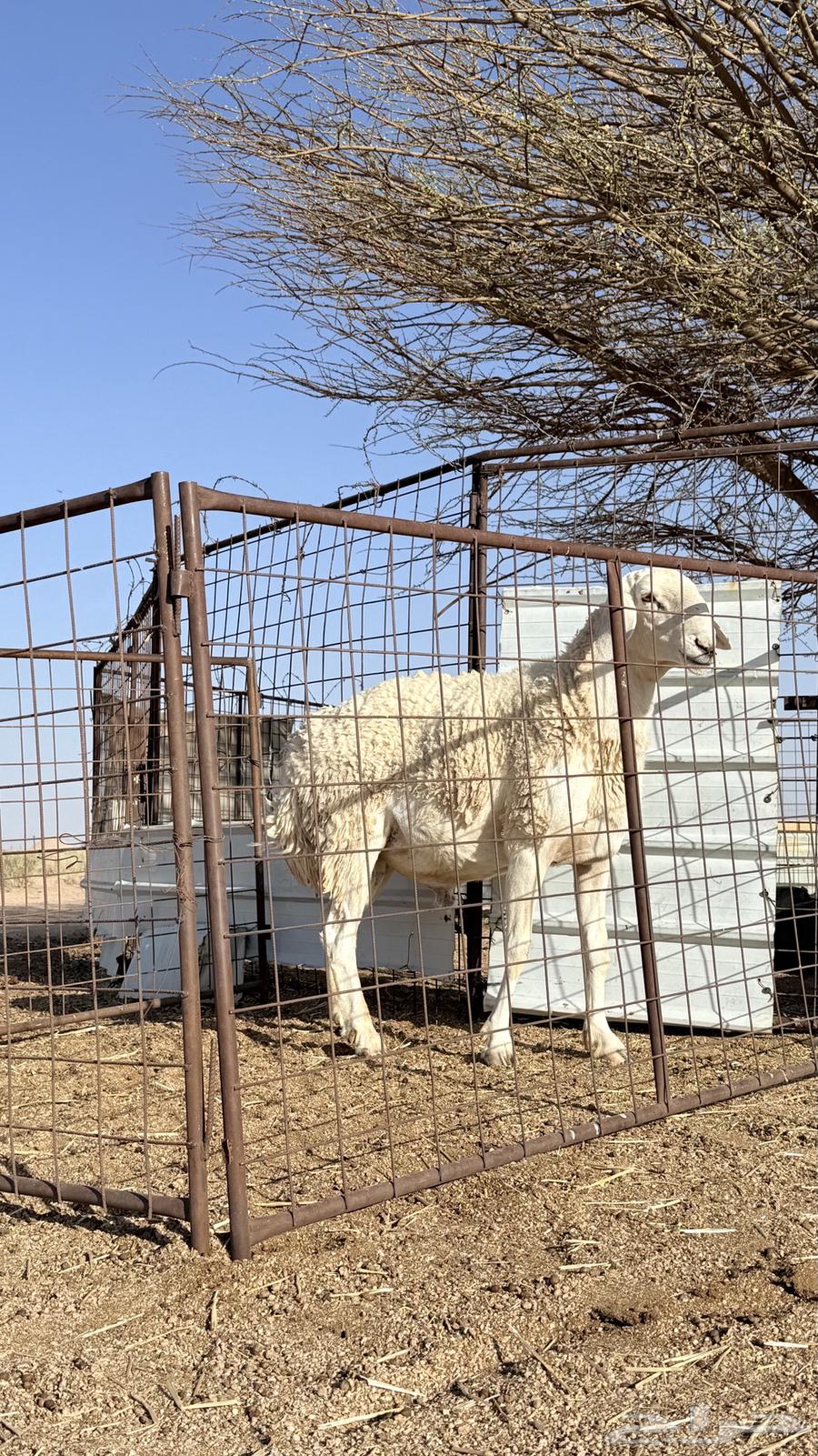 طليان 2 للبيع الي في الشبك الصغير سن ه سديس والثاني رباع ال64420755962883114