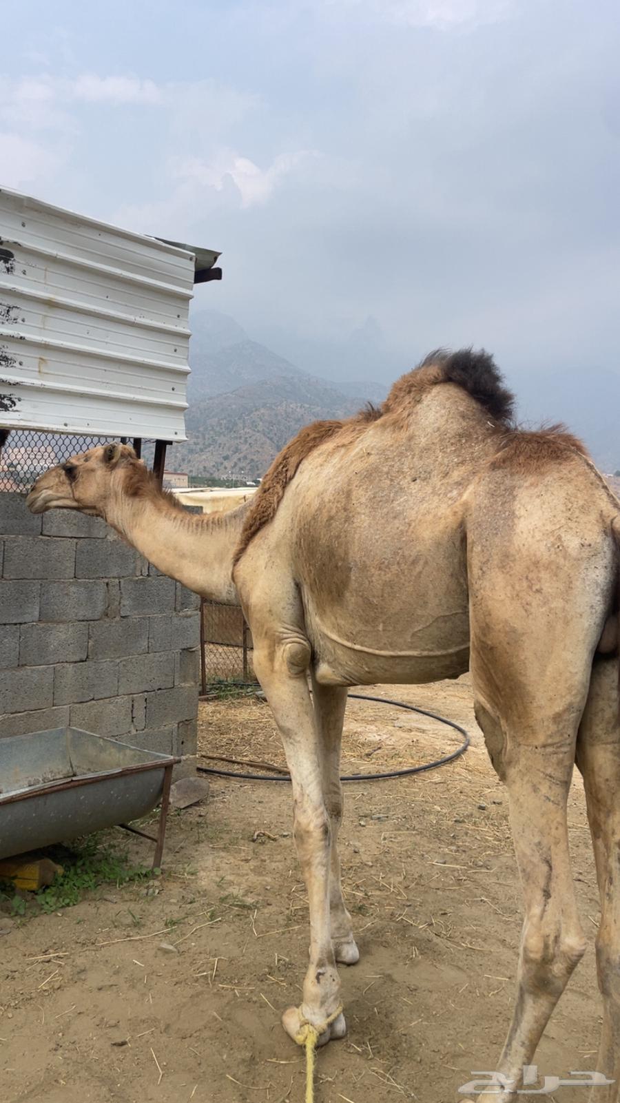 KaiF Camel for Sale64425151955714114