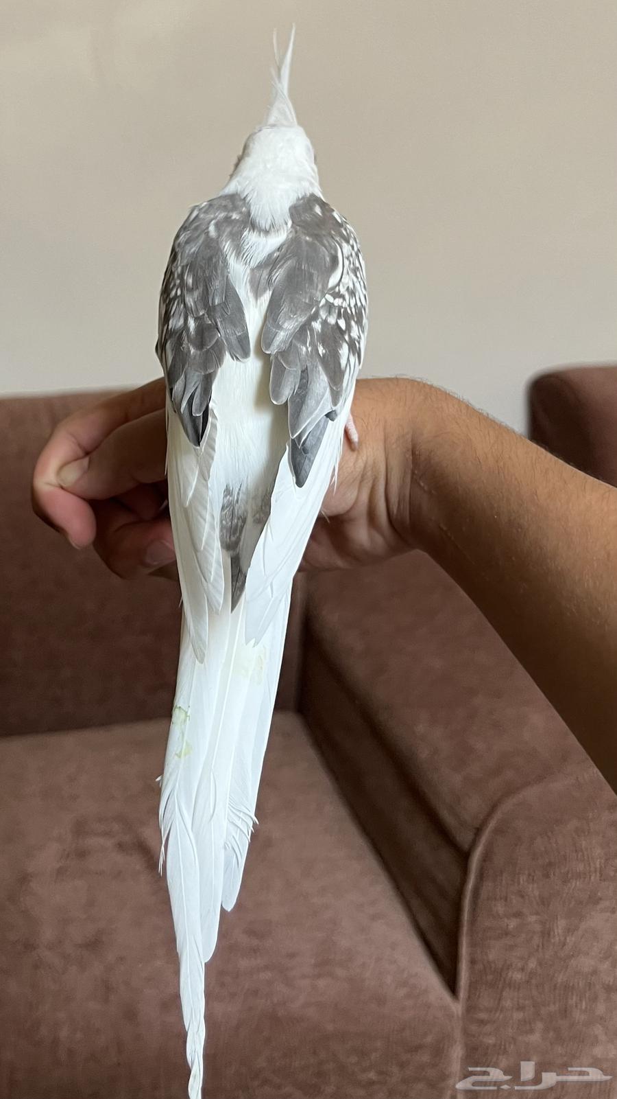 للبيع كروان هولندي اليف جدا ( تم البيع )64421797908993111