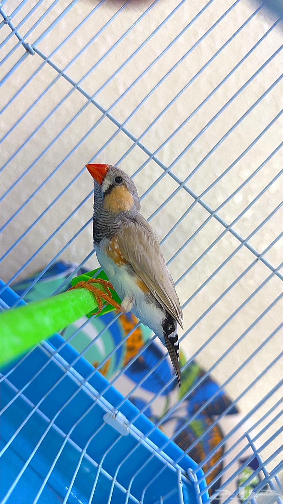 Zebra male, productive and ready, health is a condition64420405073409110