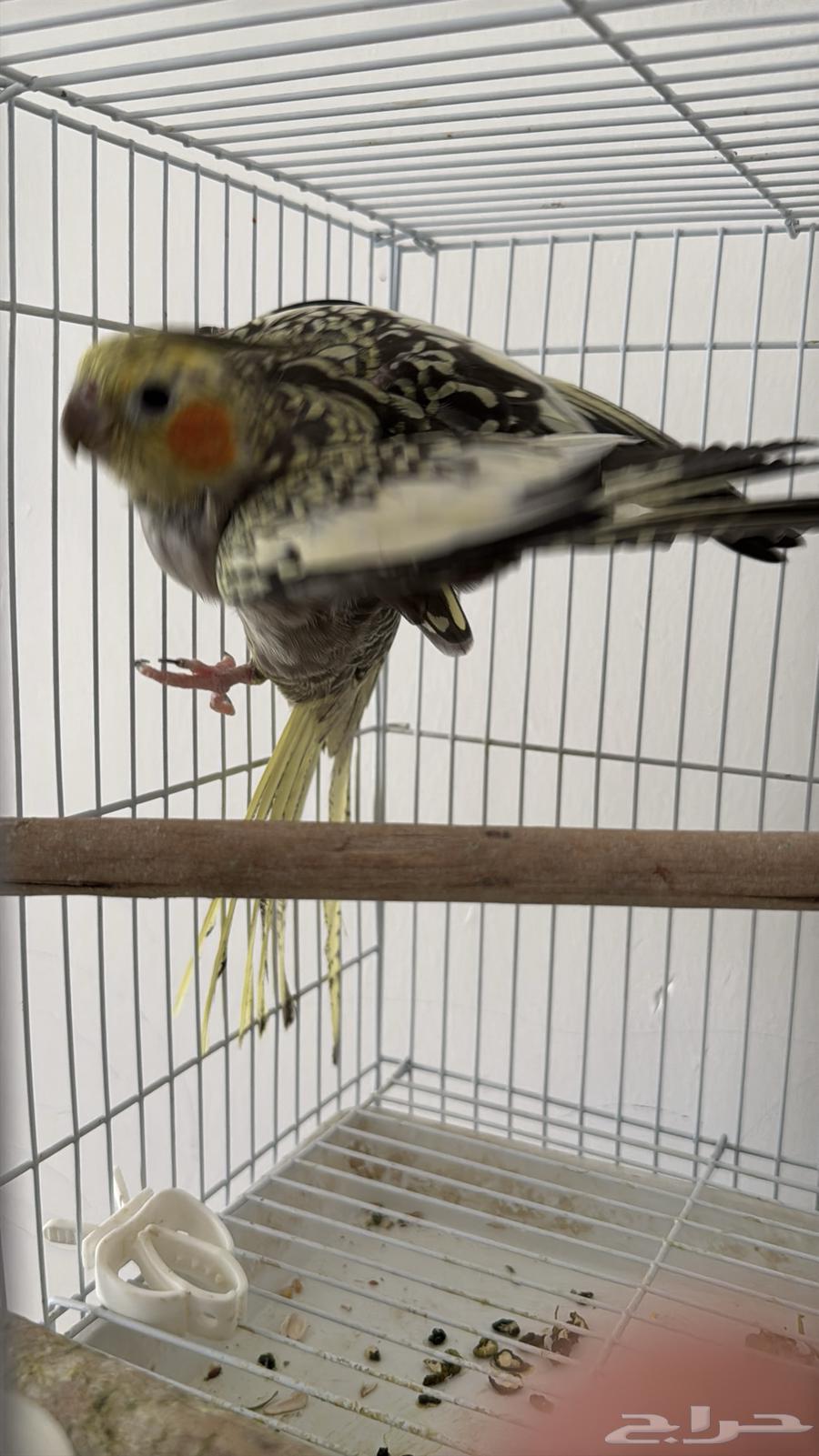 أنثى كروان فراشة اقبل البدل64421946863107110