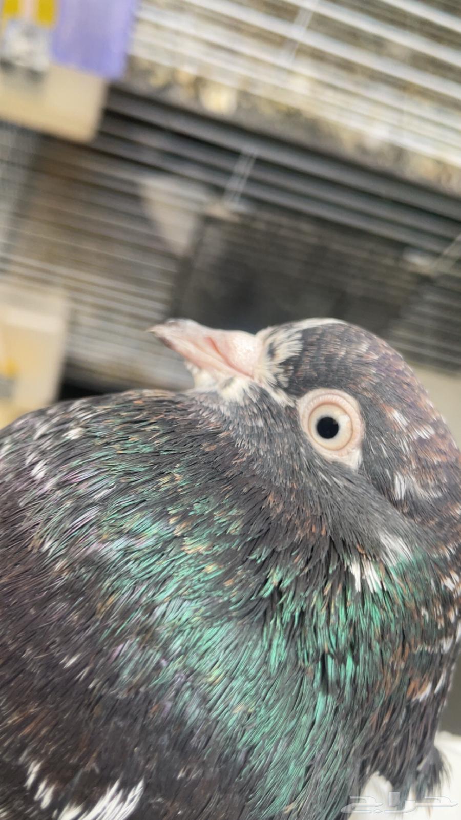 حمام باكستاني64423891141377112