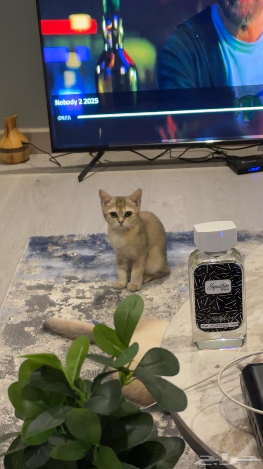 قطط سكوتش للبيع64419412716546111