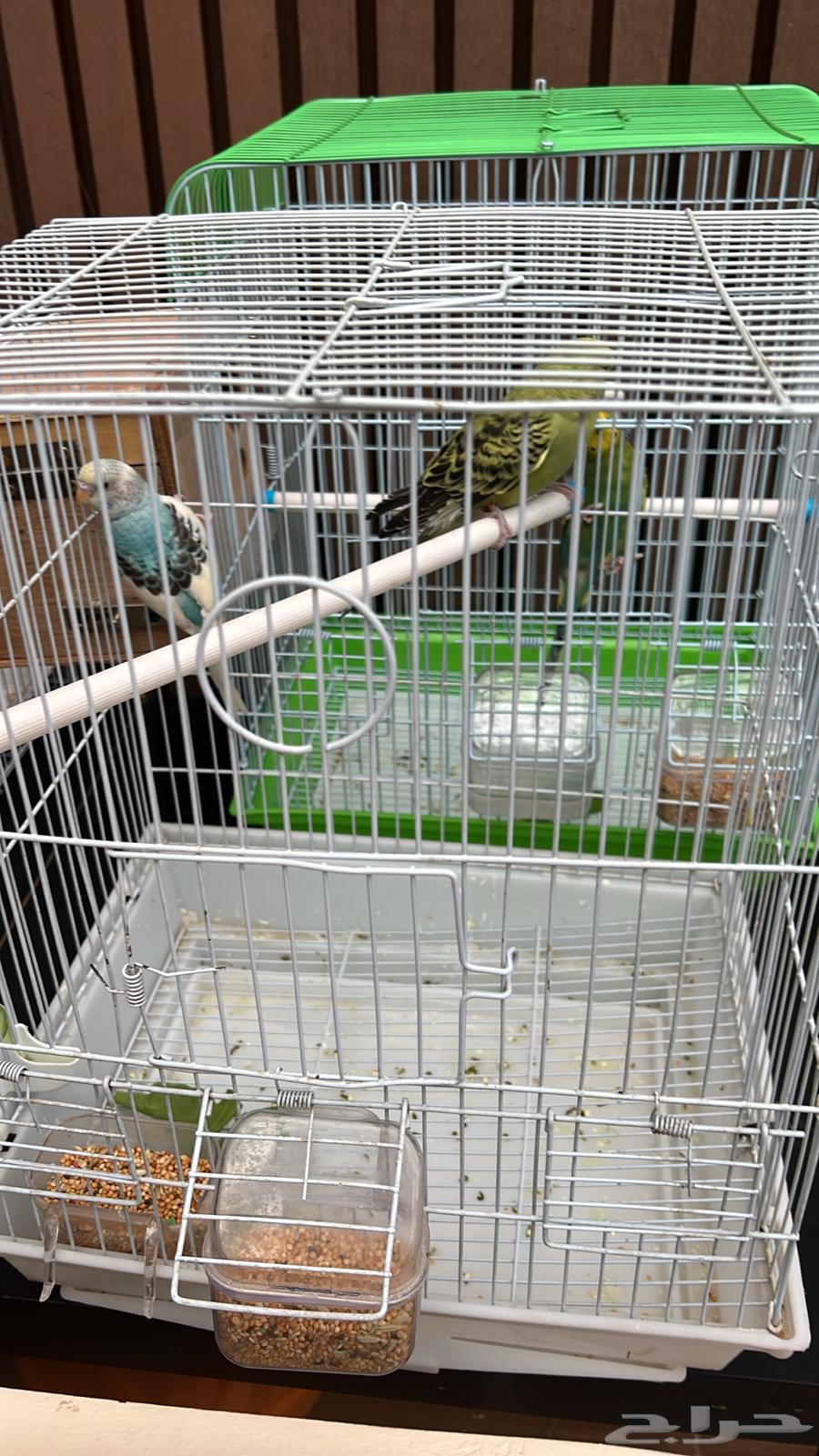 طيور بادجي للبيع الطيور منتجه64420999846402113