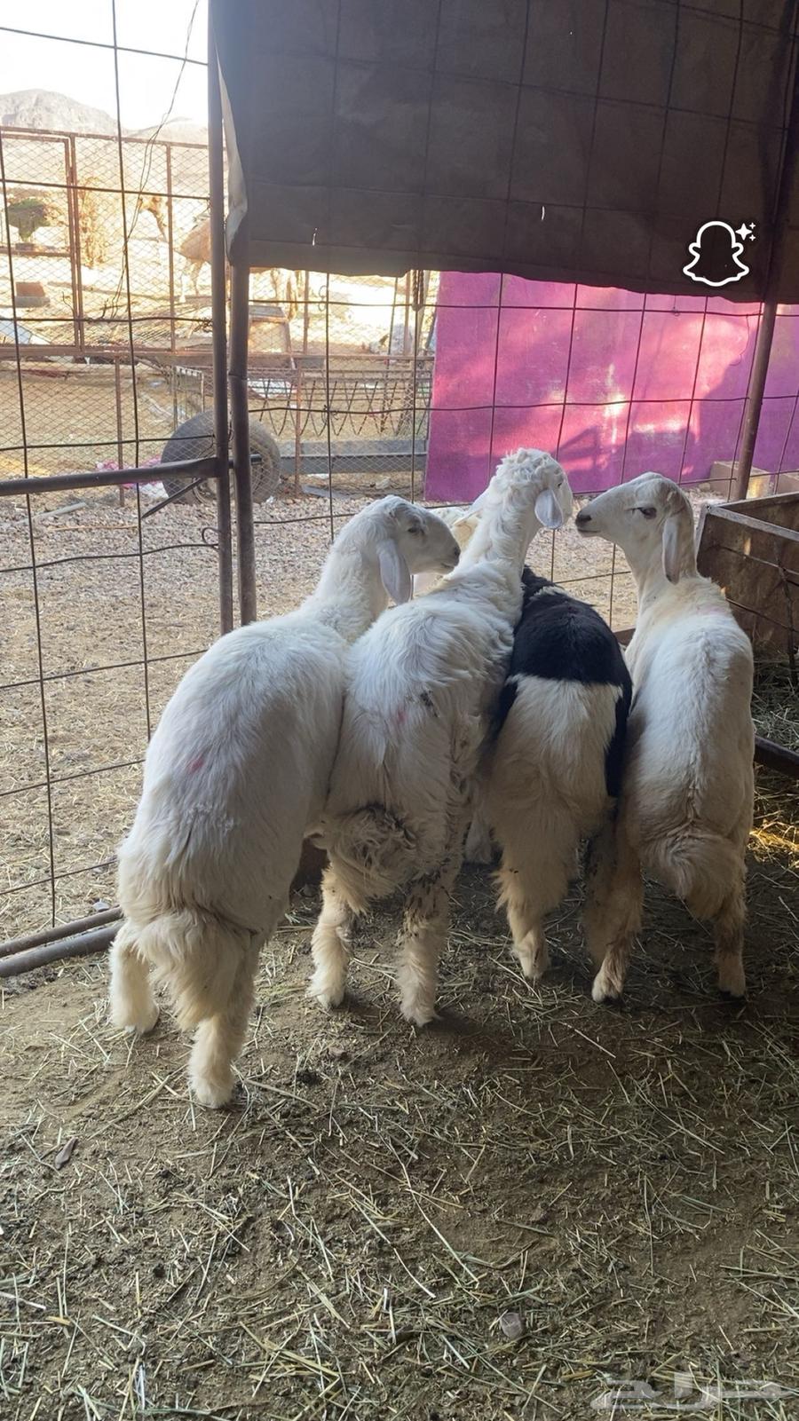 طليان فاخره وجبره ونضيفه شرط64423837567618111