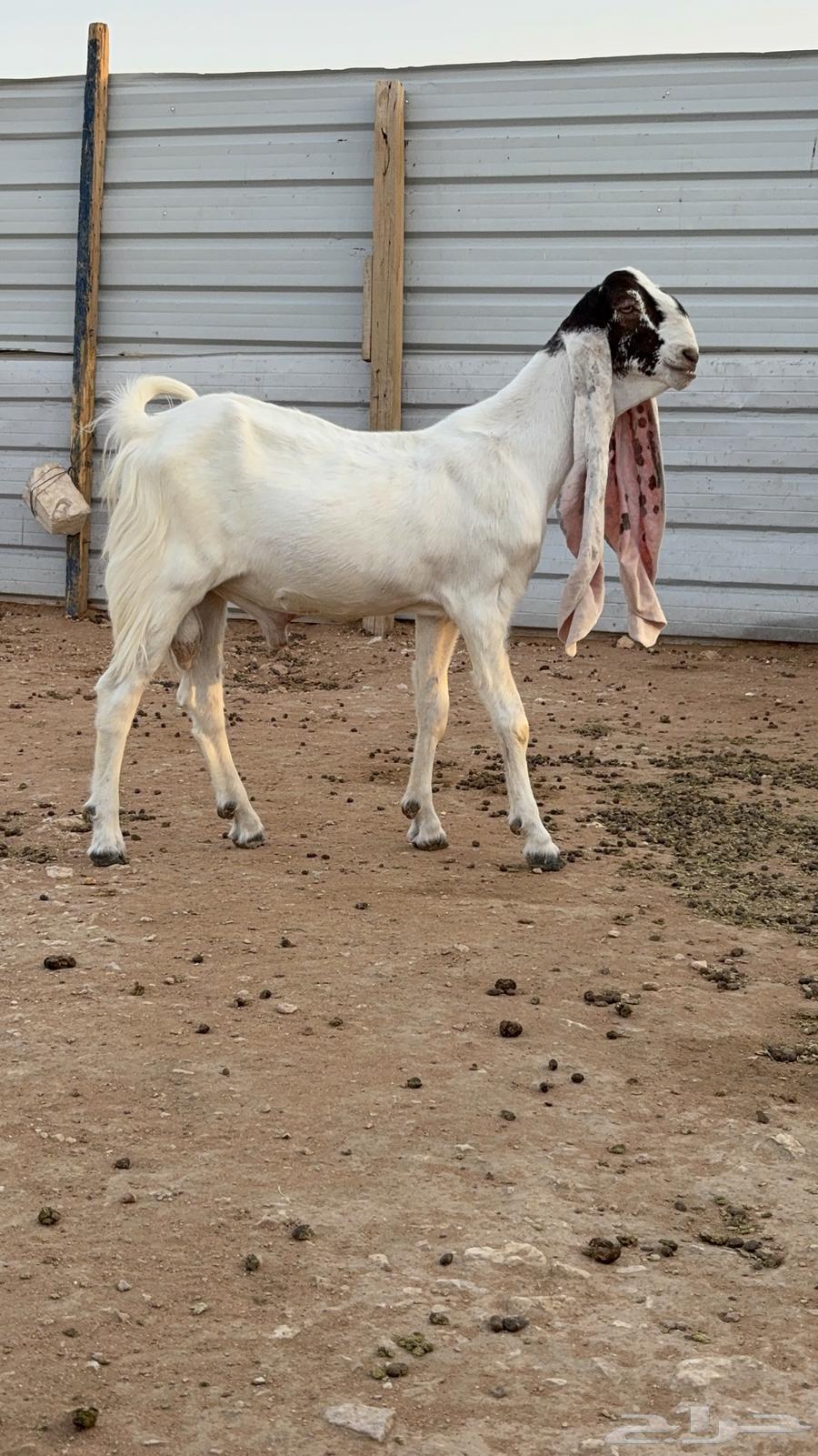 Tays Sanf64419481585921111