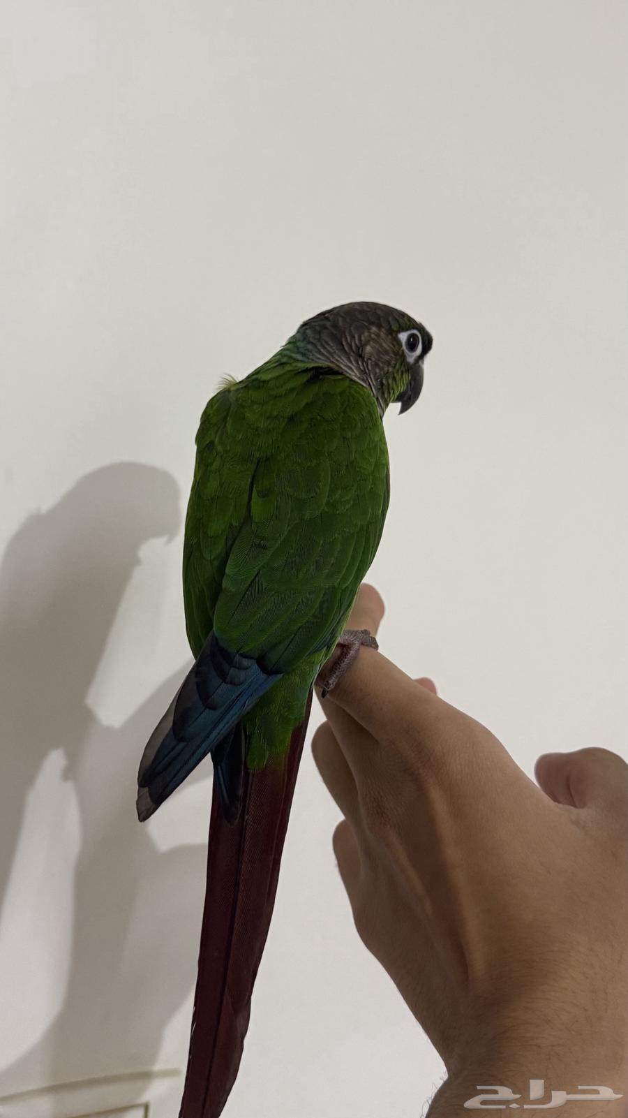 كنيور قرين شيك اليف64421879309443111