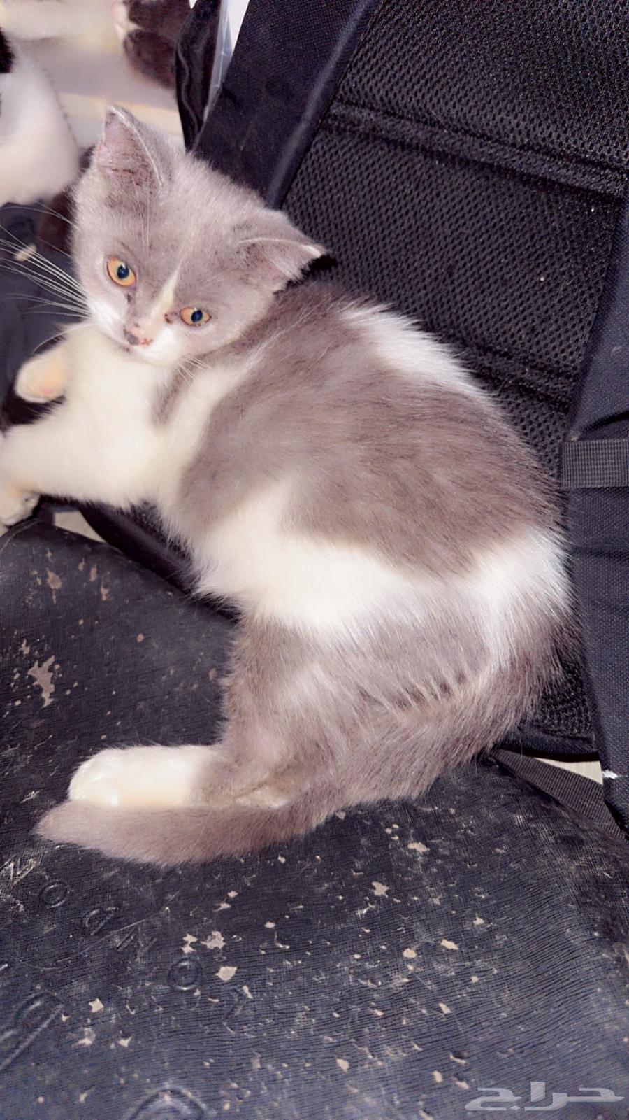 كيتنز للبيع64423609570819112