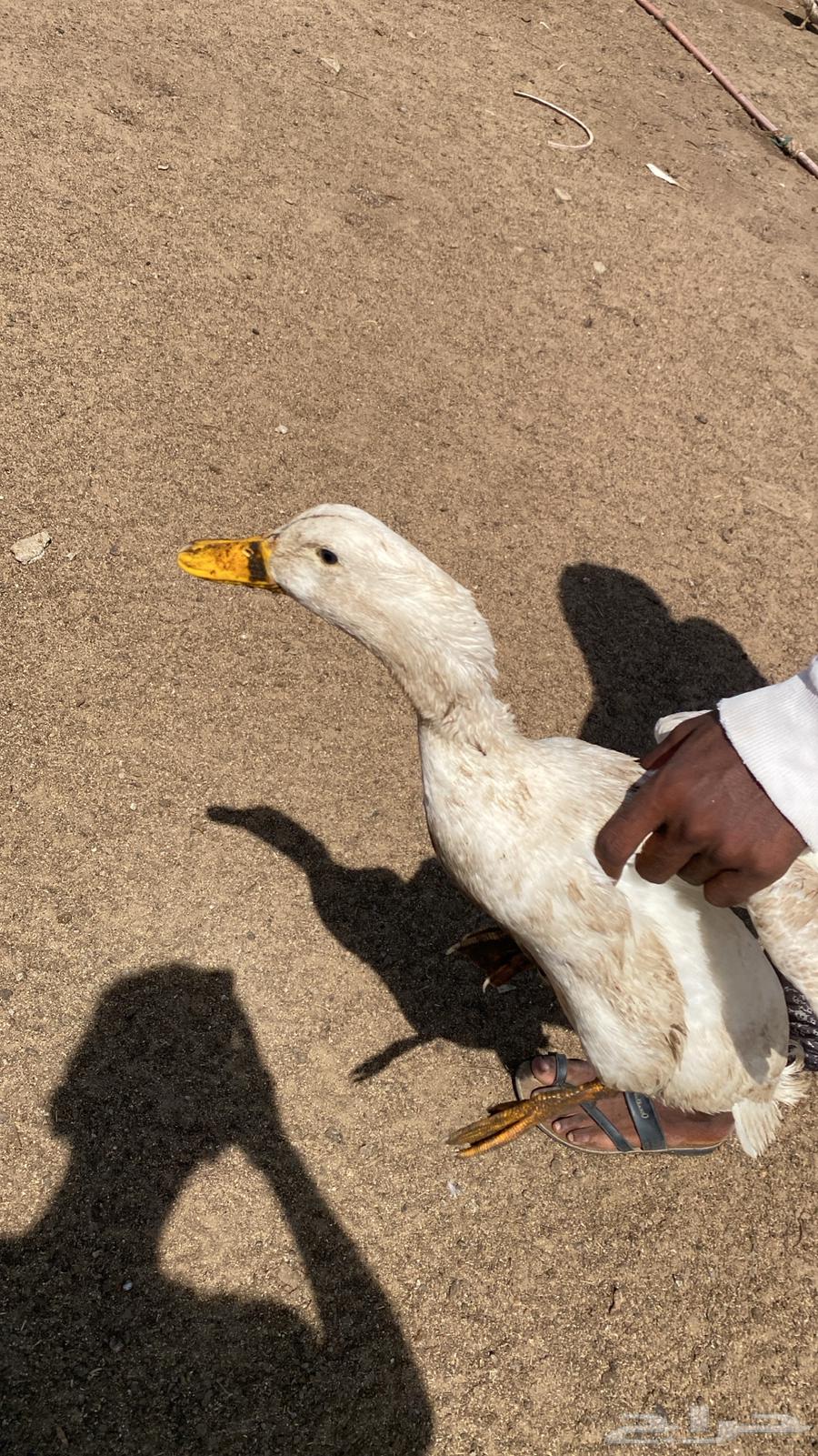 بط بكيني وشرشيري للبيع عالسوم الله يرزق الجميع64420526366338112